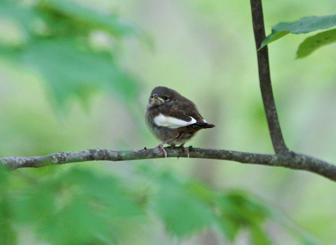 Leucistic House Wren Fledgling House wrens are small, compact brown birds with a fairly long, curved beak, short wings, and a long tail that they often have cocked above the line of their body. They have a very faint pale eyebrow and dark barring on their wings and tail. This fledgling had white wings, which is a sign of leucism. <br />
<br />
This fledgling was able to fly, but didn't seem ready to leave home. The mother bird would fly up to the gourd, throw some food in at her screaming baby, and then leave. She seemed ready for it to move out! Several days after this spotting, I observed this bird in the woods along with its mother, who was still feeding it. They had moved out of their gourd nest and into the woods, which were about 20 feet from where the gourd hung. The fledgling stayed in the same location, just hopping around, while the mother would bring it food. It was the last fledgling to stay with the mother bird.<br />
<br />
The reduction of pigment in leucistic birds causes feathers to weaken and be more prone to wear. In some situations, leucism can hinder flight, increase the risk of predation, and may cause the affected bird to be shunned by a potential mate. Geotagged,House wren,Leucistic House Wren Fledgling,Troglodytes,Troglodytes aedon,United States,bird,fledgling,house wren,leucism,leucistic,wren