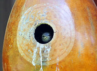 Leucistic House Wren Fledgling  Geotagged,House wren,Summer,Troglodytes aedon,United States