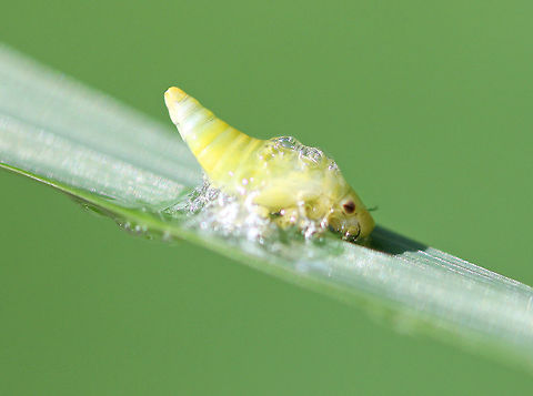 Meadow Spittlebug Small, green spittlebug nymph. After hatching, nymphs cover themselves in a frothy "spit" made of tiny bubbles. The bubbles protect them from drying out and makes it difficult for predators to find them. Adult spittlebugs are called froghoppers. Geotagged,Meadow Spittlebug,Meadow froghopper,Philaenus,Philaenus spumarius,Spittlebug,Summer,United States,meadow spittlebug nymph,spittlebug nymph