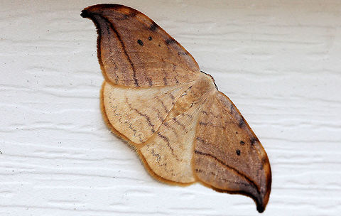 Arched Hooktip Moth The wingspan is 24–40 mm. Adults are on wing from mid-May through late-July. Arched Hooktip Moth,Drepana,Drepana arcuata,Geotagged,Moth Week 2018,Summer,United States,moth