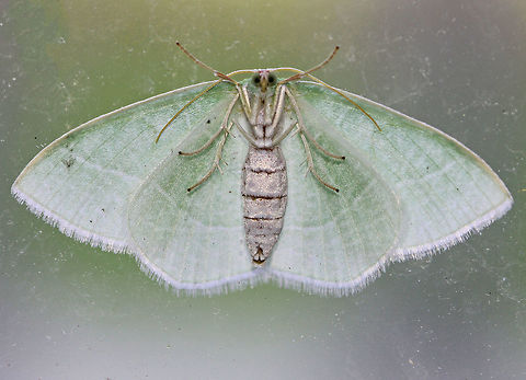 Wavy-lined Emerald Moth Green moth with scalloped or wavy white lines on wings. I took this photo through the sliding glass door leading to my deck after a rainstorm. Geotagged,Moth Week 2018,Spring,Synchlora,Synchlora aerata,United States,Wavy-lined Emerald Moth,moth