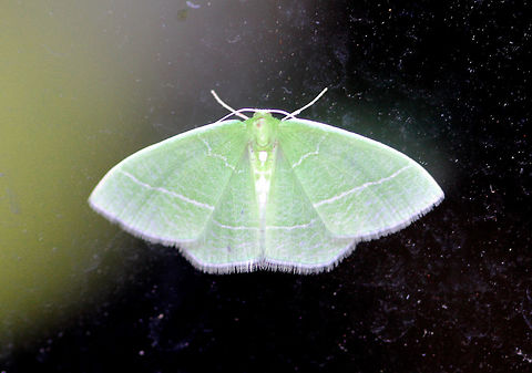 White-fringed Emerald (Nemoria mimosaria) Habitat: Resting on a glass door during a rainstorm Geotagged,Nemoria mimosaria,Spring,United States,White-fringed emerald,green moth,moth