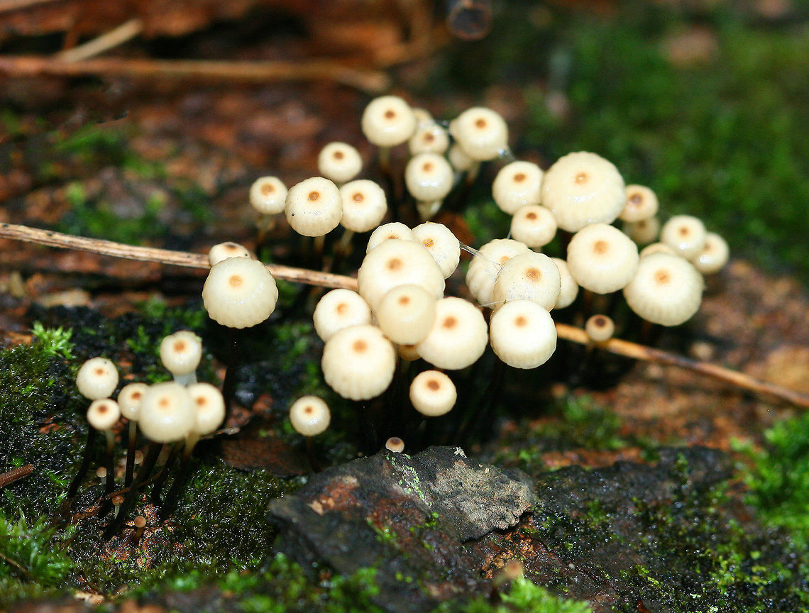 Collared Parachute  Collared Parachute,Geotagged,Marasmius,Marasmius rotula,Spring,United States,fungi,fungus,mushrooms,pinwheel mushroom