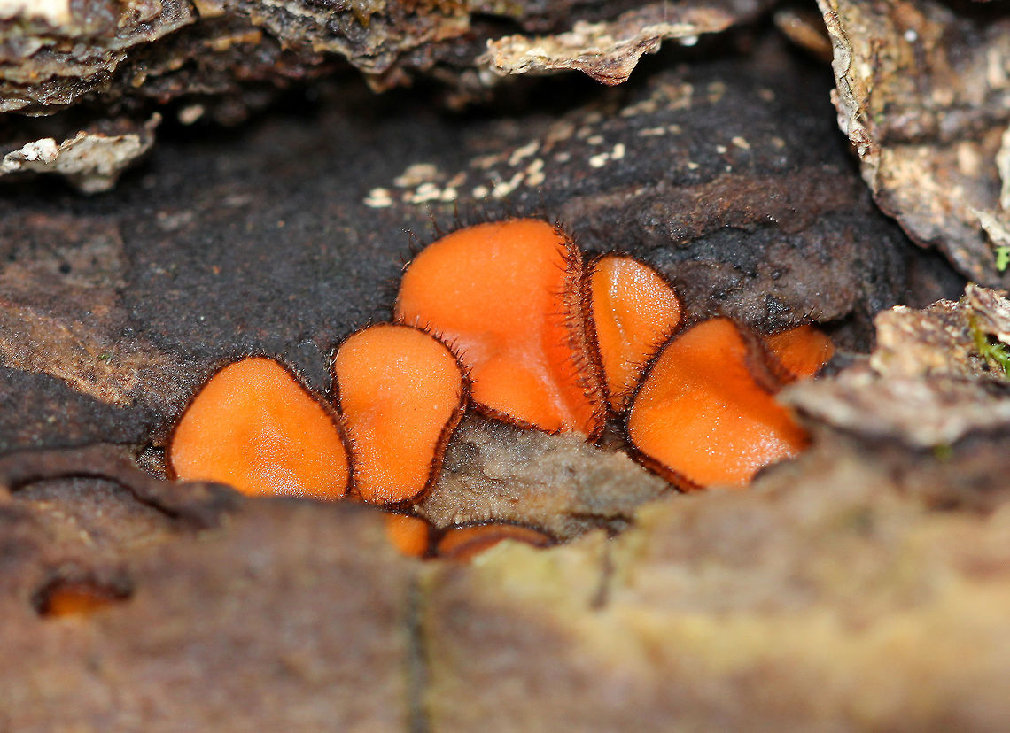 Eyelash Cup Tiny, stalkless, orange cup fungi that were 5mm in size. The outer edges of the fruiting bodies were covered with a fringe of long, dark hairs that resemble eyelashes. They were growing in a small cluster. Eyelash Cup,Eyelash cup,Fall,Geotagged,Scutellinia,Scutellinia scutellata,United States,cup fungus. fungi