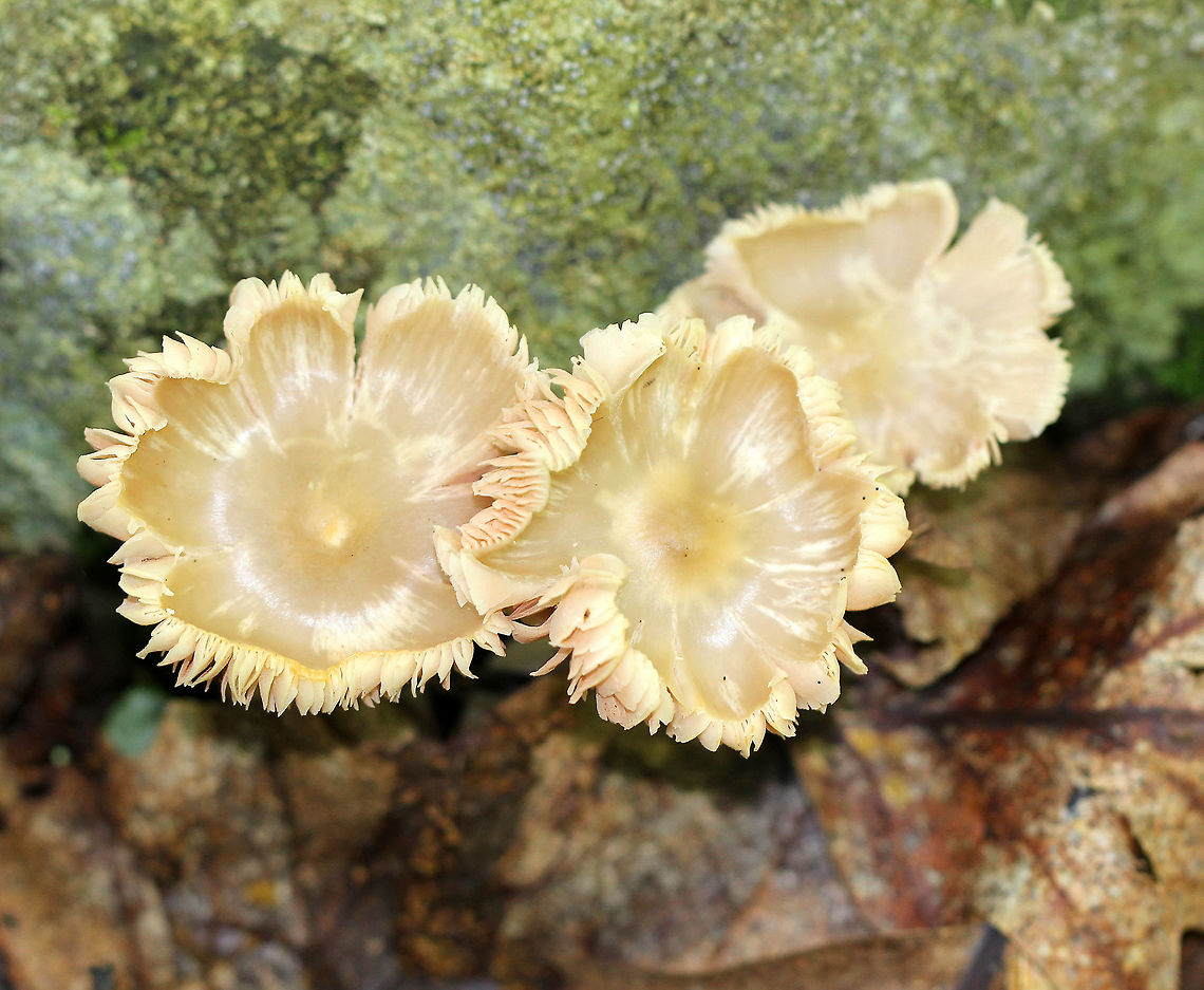 Entoloma Mushrooms - Entololma sp. Unassuming mushrooms that resembled beige flowers. They had uplifted caps. The gills were tan and were attached to the stipe. Most entolomatoid mushrooms are very difficult to identify to species level. Entoloma Mushrooms,Geotagged,Summer,United States,entoloma,fungi,fungus,mushroom,mushrooms
