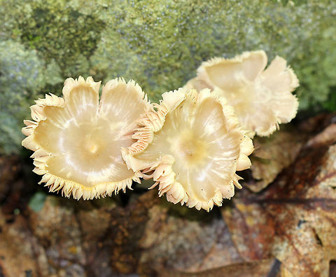 Entoloma Mushrooms - Entololma sp. Unassuming mushrooms that resembled beige flowers. They had uplifted caps. The gills were tan and were attached to the stipe. Most entolomatoid mushrooms are very difficult to identify to species level. Entoloma Mushrooms,Geotagged,Summer,United States,entoloma,fungi,fungus,mushroom,mushrooms