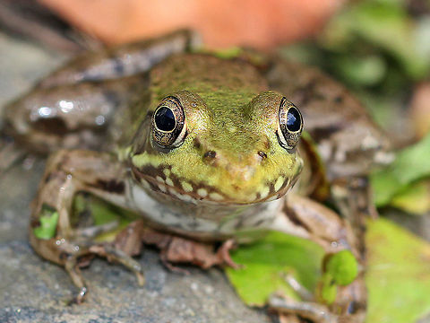 Happy Green Frog Small to medium-sized green frogs. Green frogs have dorsolateral ridges that run down the sides of their backs, which distinguishes them from bullfrogs, which lack them.

There were six green frogs hanging out in this tiny pond. The one in this picture looked like it was smiling :)
https://www.jungledragon.com/image/71419/green_frog_-_lithobates_clamitans.html
https://www.jungledragon.com/image/71420/green_frog_-_lithobates_clamitans.html Geotagged,Green frog,Lithobates clamitans,Summer,United States,frog,green frog