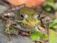 Happy Green Frog Small to medium-sized green frogs. Green frogs have dorsolateral ridges that run down the sides of their backs, which distinguishes them from bullfrogs, which lack them.<br />
<br />
There were six green frogs hanging out in this tiny pond. The one in this picture looked like it was smiling :)<br />
https://www.jungledragon.com/image/71419/green_frog_-_lithobates_clamitans.html<br />
https://www.jungledragon.com/image/71420/green_frog_-_lithobates_clamitans.html Geotagged,Green frog,Lithobates clamitans,Summer,United States,frog,green frog