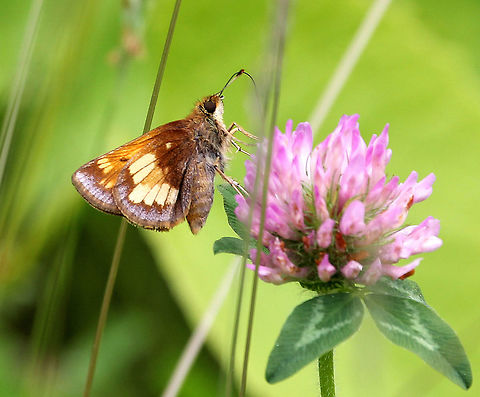 Hobomok Skipper  Geotagged,Hobomok Skipper,Hobomok skipper,Poanes hobomok,Spring,United States,butterfly,skipper