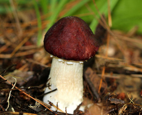 King Stropharia Reddish brown cap, a cogwheeled ring, and white flesh and stem. Mushroom was approximately 5cm tall. Geotagged,King Stropharia,King stropharia,Stropharia,Stropharia rugosoannulata,Summer,United States,fungus,mushroom