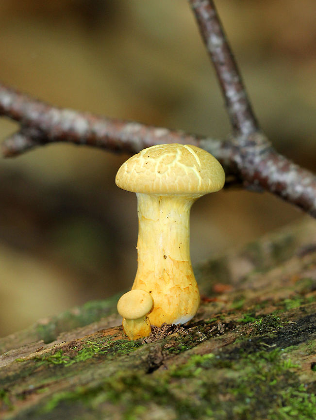 Gymnopilus sp. Small yellow mushroom with a slightly enlarged base and a cracked cap. Geotagged,Gymnopilus,Summer,United States,fungus,mushrooms