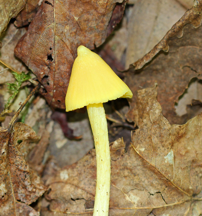 Yellow Unicorn Entoloma Yellow mushroom with a pointed cap that was slightly sticky. Yellow gills and a pale yellow, hollow stipe that was white mycelium at the base. It was approximately 11cm tall and seemed very fragile.  Entoloma murrayi,Geotagged,Summer,United States,Yellow Unicorn Entoloma,entoloma,fungus,mushroom,yellow mushroom