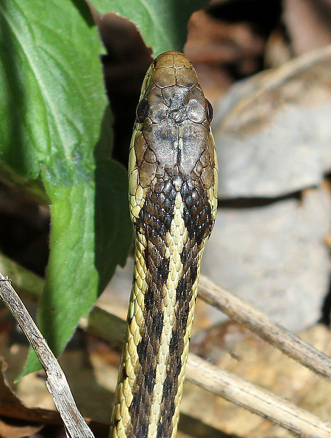 Common Garter Snake Most Common Garter snakes have a pattern of yellow stripes on a brown or green background. They are indigenous to North America and are widely found across the continent. Common Garter Snake,Geotagged,Spring,Thamnophis,Thamnophis sirtalis,United States,garter snake,snake