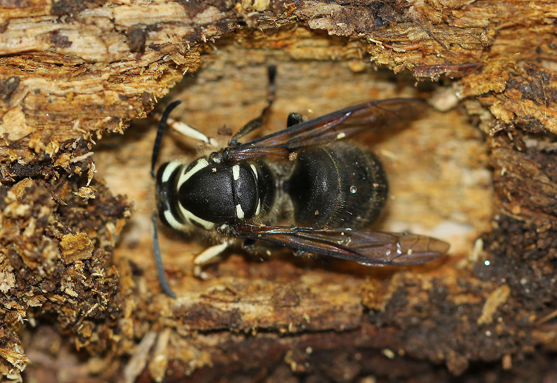 Bald-faced Hornet (Overwintering Queen) I found this queen bald-faced hornet overwintering in a cozy, little nook on the underside of a log. She was black with characteristic white markings on her head, face, and thorax. Fertilized bald-faced hornet queens overwinter in safe locations, and then start new colonies in the spring. When she becomes active in the spring, she will collect cellulose from rotting wood, chew it up, add some saliva, and then uses this wood/spit concoction to make a nest. Next, she will rear the first brood on her own until they are functional. This first generation will then assume the duties of nest building, food collection, feeding larvae, and protecting the nest. <br />
<br />
Bald-faced hornets are valuable predators of flies, caterpillars, and other agricultural pests, in addition to being competent pollinators. <br />
<br />
 However, they are extremely aggressive in their defense of their nests. Their aggression makes them a threat to people and animals who may wander too close to a nest (even within several feet). They will VIGOROUSLY defend their nest - with workers stinging repeatedly. Bald-faced Hornets have smooth stingers, so they can easily sting numerous times without a problem. In addition, the bald-faced hornet has a unique defense mechanism where it can actually SQUIRT venom from their stingers. They will squirt the venom into the eyes of potential intruders. The venom causes immediate watering of the eyes and temporary blindness.  Bald-faced Hornet (Overwintering Queen),Bald-faced hornet,Dolichovespula maculata,Fall,Geotagged,United States,bald-faced hornet,hornet,queen hornet