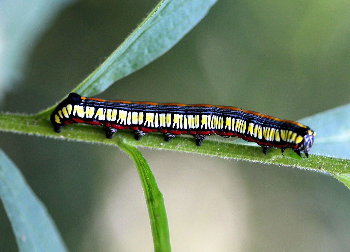 Brown-bordered Owlet Caterpillar Very colorful caterpillar - black, blue, yellow, red, and orange! Larvae feed mostly on goldenrod and aster. Brown-bordered Owlet Caterpillar,Brown-hooded Owlet,Cucullia,Cucullia convexipennis,Geotagged,Summer,United States,caterpillar