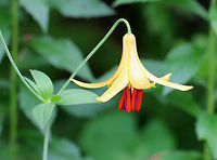 Canada Lily - Lilium canadense  It had orange-brown spots on the recurving petals, and six large orange-purple stamens hanging below the petals. This was the only lily plant growing in the area.<br />
https://www.jungledragon.com/image/71426/canada_lily_-_lilium_canadense.html Canada Lily,Geotagged,Lilium,Lilium canadense,Summer,United States,lily