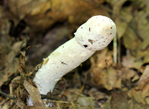 Parasitic Fungus Parasitic fungi that is attacking an Amanita mushroom - most likely Amanita amerirubescens. This fungi completely disfigures its host. The infection prevents the expansion of the cap, and causes the cap to fuse to the stem. As a result, the gills are also destroyed and the fruiting body dies without dispersing any spores. This mushroom was about 13cm tall. Geotagged,Hypomyces,Hypomyces hyalinus,Parasitic Fungi,Parasitic Fungus,Summer,United States,amanita,mushroom