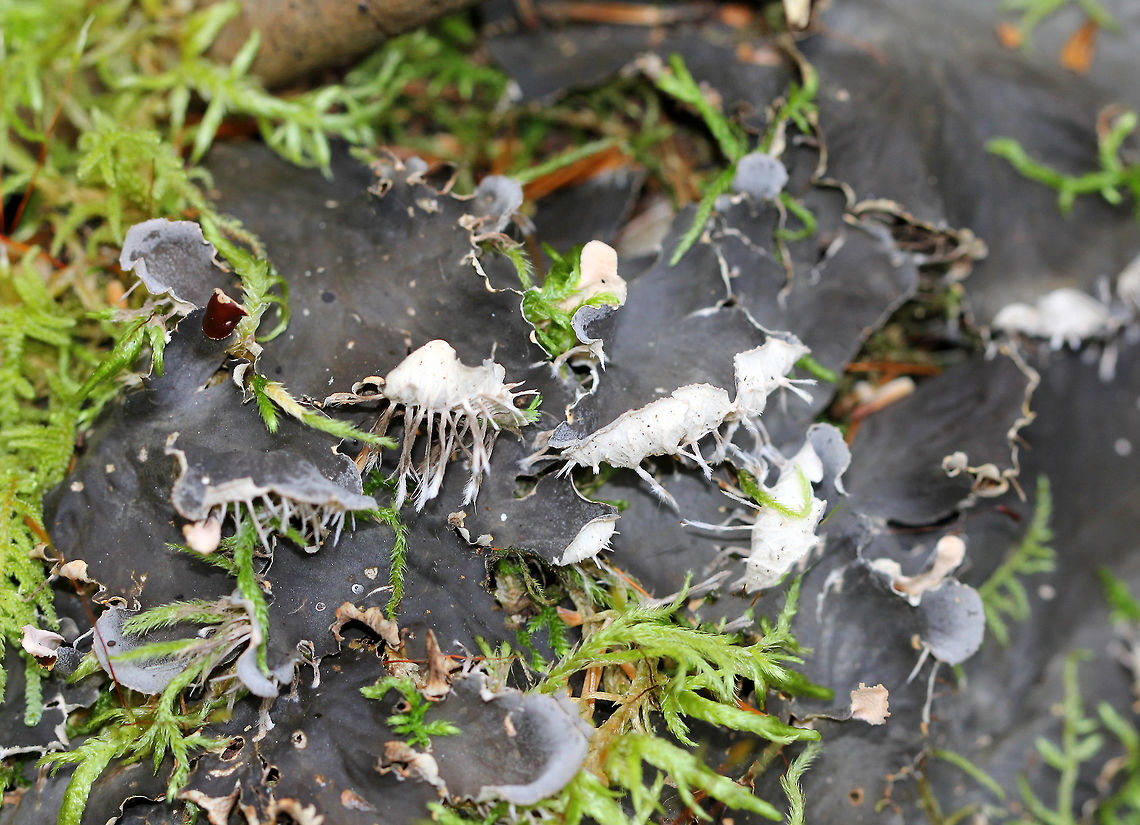 Scaly Pelt Lichen Foliose lichen with broad lobed thalli. Upper surface was dark gray, and the under surface had cottony, white hyphae. Geotagged,Peltigera,Peltigera praetextata,Scaly Pelt Lichen,Summer,United States,lichen