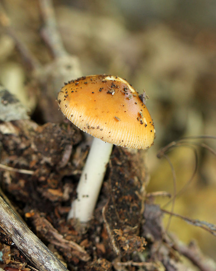 American Orange-Brown Ringless Amanita Caramel colored cap that was slightly sticky and had striate margins. Cream/white stipe and crowded, white gills.  Amanita amerifulva,American Orange-Brown Ringless Amanita,Geotagged,Summer,United States,amanita,fungus,mushroom