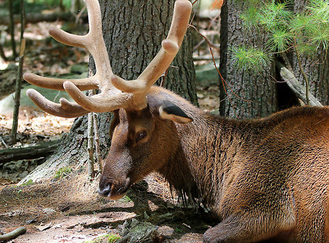 Elk Only the males have antlers, which start growing in the spring and are shed each winter. I took this picture in an outdoor nature enclosure that had lots of elk and deer. Cervus,Cervus canadensis,Elk,Geotagged,Spring,United States,elk
