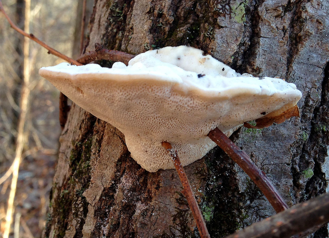 Lumpy Bracket This fungus was approximately 10cm wide. There were branches from a plant growing right through the fungus. Geotagged,Lumpy Bracket,Lumpy bracket,Trametes,Trametes gibbosa,United States,Winter,bracket,fungus,mushroom