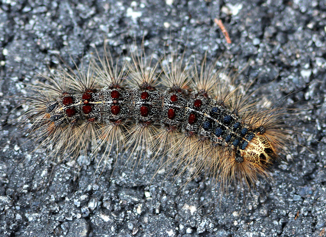 Gypsy Moth Caterpillar Larvae can be distinguished from other species of caterpillars by their spots. They have 5 pairs of blue spots and 6 pairs of red spots. They also have long. hair-like setae covering their bodies.<br />
<br />
These caterpillars are like little zombies that just keep coming. They were everywhere - defoliating trees, covering yards, houses, roads, cars, etc... You couldn&#039;t go in the woods without hearing the sound of &quot;rain&quot;, which is actually the sound of gypsy moth feces (frass) falling from the trees. Going in the woods makes you feel like you are in a horror movie with caterpillars covering every tree and poop falling on your head. Gypsy moth caterpillars are usually kept in check each year by a virus and a fungus, but since the spring of 2015 was so dry, neither the fungus or the virus were able to spread enough in order to kill the caterpillars before they pupated. This caused a carry-over effect that led to an abundance of eggs being laid and extremely high numbers of caterpillars during the summer of 2016 in Rhode Island (northeastern US). Geotagged,Gypsy Moth Caterpillar,Gypsy moth,Lymantria dispar,Summer,United States,caterpillar