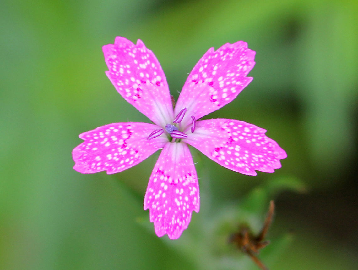 Deptford Pink Bright pink flower with five petals that are produced in small clusters at the top of the stems. Deptford Pink,Dianthus,Dianthus armeria,Geotagged,Summer,United States
