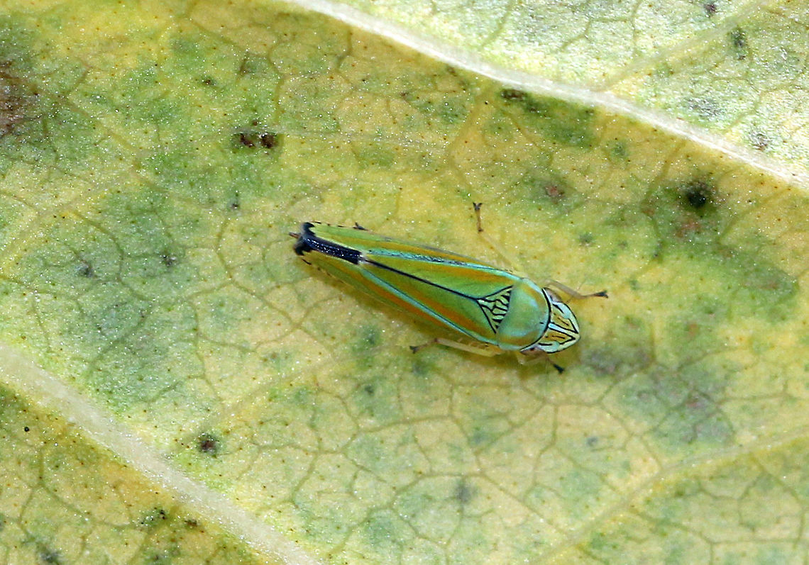 Versute Sharpshooter Overall, the colors on this leafhopper were very muted with green, blue, and red stripes. The forewings were green with several black markings at the apex, which is a diagnostic feature. The scutellum had several thin black lines. Fall,Geotagged,Graphocephala,Graphocephala versuta,Sharpshooter,United States,Versute Sharpshooter