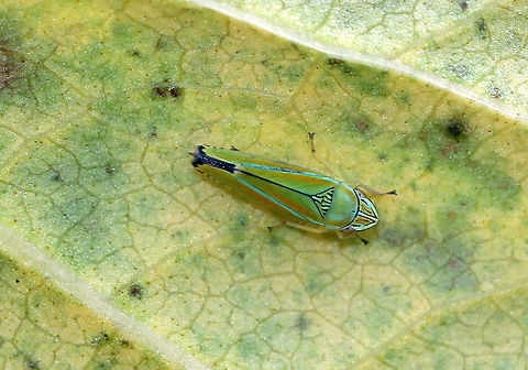 Versute Sharpshooter Overall, the colors on this leafhopper were very muted with green, blue, and red stripes. The forewings were green with several black markings at the apex, which is a diagnostic feature. The scutellum had several thin black lines. Fall,Geotagged,Graphocephala,Graphocephala versuta,Sharpshooter,United States,Versute Sharpshooter