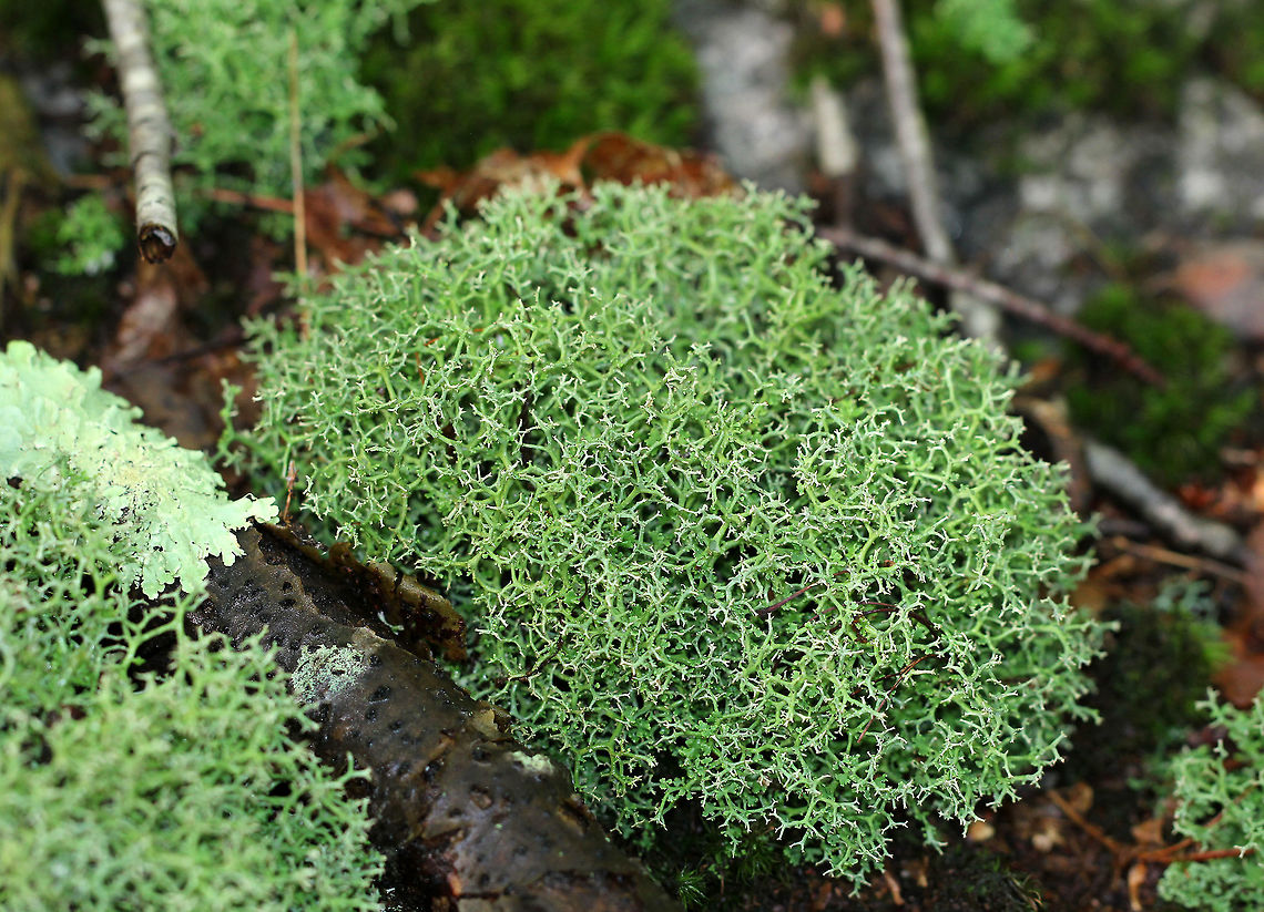 Cladonia Furcata This lichen was large, green, and extensively branched. It had a flat primary thallus with a secondary upright stalk, which forms a second thallus. The second thallus, which is called the podetium, is extensively branched.  Cladonia,Cladonia Furcata,Cladonia furcata,Geotagged,Summer,United States,lichen