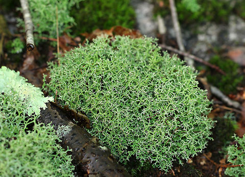 Cladonia Furcata This lichen was large, green, and extensively branched. It had a flat primary thallus with a secondary upright stalk, which forms a second thallus. The second thallus, which is called the podetium, is extensively branched.  Cladonia,Cladonia Furcata,Cladonia furcata,Geotagged,Summer,United States,lichen