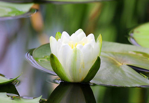 Sweet Water-lily Floating, white flowers with many petals and long, yellow stamens. The plant is rooted from rhizomes, which give rise to smooth floating leaves that are covered with a waxy upper coating, which is water-repellent. 

The flowers open each day and close again at night. Once the flowers get pollinated, the developing fruit gets pulled back underwater for maturation. American white waterlily,Geotagged,Nymphaea odorata,Summer,Sweet Water-lily,United States,lily,water lily,water-lily