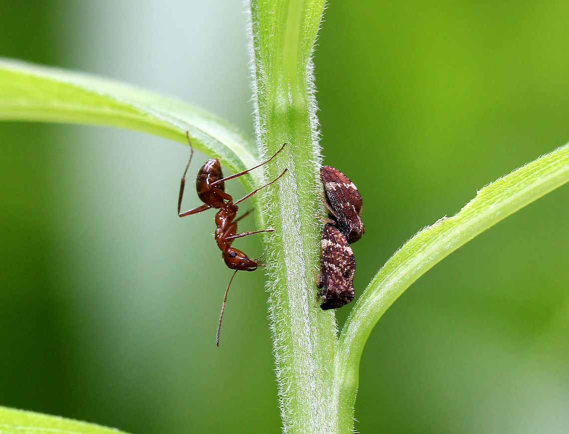 Treehoppers (with Ant) Treehoppers are often tended by ants as part of a mutualistic relationship. Treehoppers secrete honeydew, which is made mostly from excess plant sap that they consume. Ants "farm" the treehoppers for their honeydew. To do this, an ant grasps a treehopper and strokes it with its antennae. This causes a droplet of honeydew to appear at the tip of the treehopper’s abdomen, which the ant then consumes. Both insects benefit from this mutualistic relationship: The ants get honeydew, and in return, they protect the treehoppers from predators. Geotagged,Publilia,Publilia concava,Spring,Treehoppers (with Ant),United States,ant,mutualism,treehoppers