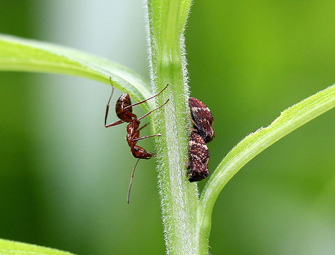 Treehoppers (with Ant) Treehoppers are often tended by ants as part of a mutualistic relationship. Treehoppers secrete honeydew, which is made mostly from excess plant sap that they consume. Ants "farm" the treehoppers for their honeydew. To do this, an ant grasps a treehopper and strokes it with its antennae. This causes a droplet of honeydew to appear at the tip of the treehopper’s abdomen, which the ant then consumes. Both insects benefit from this mutualistic relationship: The ants get honeydew, and in return, they protect the treehoppers from predators.  Geotagged,Publilia,Publilia concava,Spring,Treehoppers (with Ant),United States,ant,mutualism,treehoppers