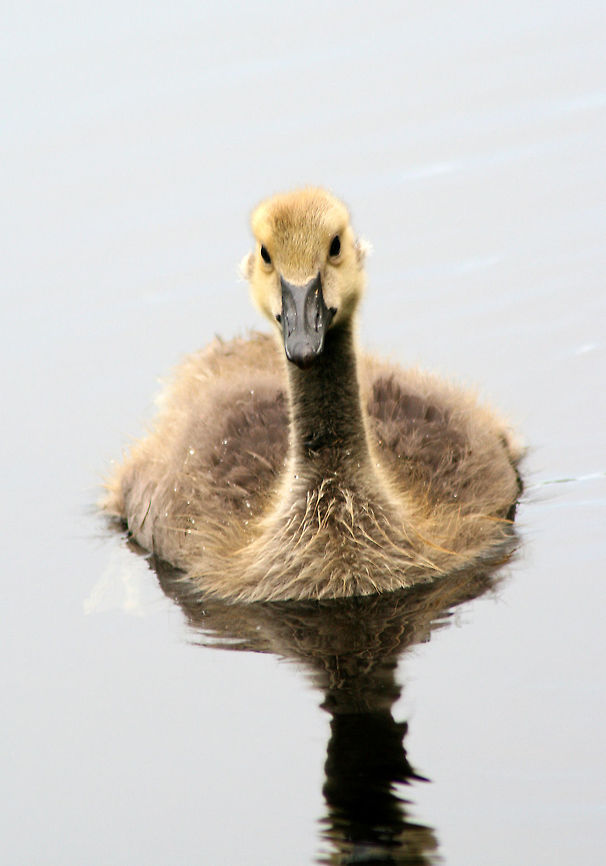 Canada Goose Gosling  Branta,Branta canadensis,Canada Goose,Canada goose,Geotagged,Spring,United States,goose,gosling