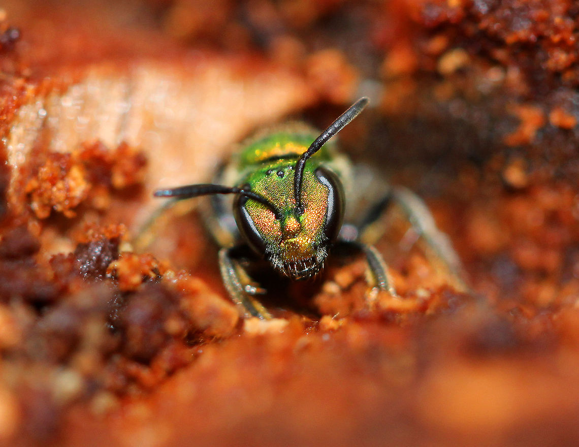 Pure Green Augochlora I originally spotted these beautiful bees cobbling nests in a rotting stump during October. I went back to the location a couple weeks later to check on them, and found that their stump had been completely dug up and pulverized. There was bear sign nearby, and so I&#039;m guessing that a bear dug up the stump to feast on the treats hidden in there as there were lots of ants, bees, and larvae in the rotting stump. I did see a couple sweat bees still in their cells though, while a couple others aimlessly roamed the remains. I gathered the remaining chunks of stump and piled them back on top of the bees&#039; galleries in an attempt to give them some protection during the cold winter. <br />
 Augochlora,Augochlora pura,Fall,Geotagged,Pure Green Augochlora,United States,bee,green bee