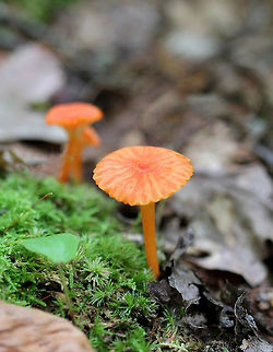 Hygrocybe Waxcaps - Hygrocybe sp. Small, orange Hygrocybe mushrooms. Geotagged,Hygrocybe Waxcaps,Summer,United States,waxcaps