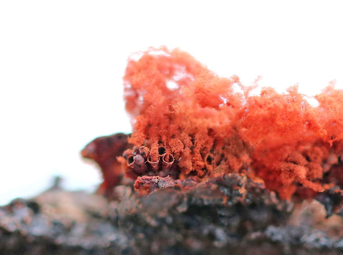Multigoblet Slime Mold Stunning, fluffy, bright red spore masses with tiny, empty red goblets that were only about 0.5 mm wide. Including the spore masses, they were about 3-5mm tall. The sporangia clusters resemble paper wasp nests. <br />
<br />
 Initially, these clusters would have been black and shiny, but these had already opened leaving the empty red goblets with fluffy, red spore masses above.<br />
<br />
I found this slime mold growing on decayed wood in a mostly deciduous forest with lots of oak, birch, and hemlock. We got 8 inches of snow yesterday, and this slime mold really stood out with its vibrant color! Geotagged,Metatrichia,Metatrichia vesparium,Multigoblet Slime Mold,Multigoblet slime mold,United States,Winter,slime mold