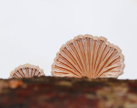 Split Gills - Schizophyllum commune Delicate fruiting bodies that were 5-15 mm wide. They had fuzzy, white upper surfaces and gill-like folds on the under surfaces. The gills ranged in color from white to brown depending on age. 
https://www.jungledragon.com/image/71107/split_gills_-_schizophyllum_commune.html
 Geotagged,Schizophyllum commune,Split Gills,United States,Winter,fungi,fungus,mushroom,mushrooms,schizophyllum