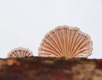 Split Gills - Schizophyllum commune Delicate fruiting bodies that were 5-15 mm wide. They had fuzzy, white upper surfaces and gill-like folds on the under surfaces. The gills ranged in color from white to brown depending on age. <br />
https://www.jungledragon.com/image/71107/split_gills_-_schizophyllum_commune.html<br />
 Geotagged,Schizophyllum commune,Split Gills,United States,Winter,fungi,fungus,mushroom,mushrooms,schizophyllum