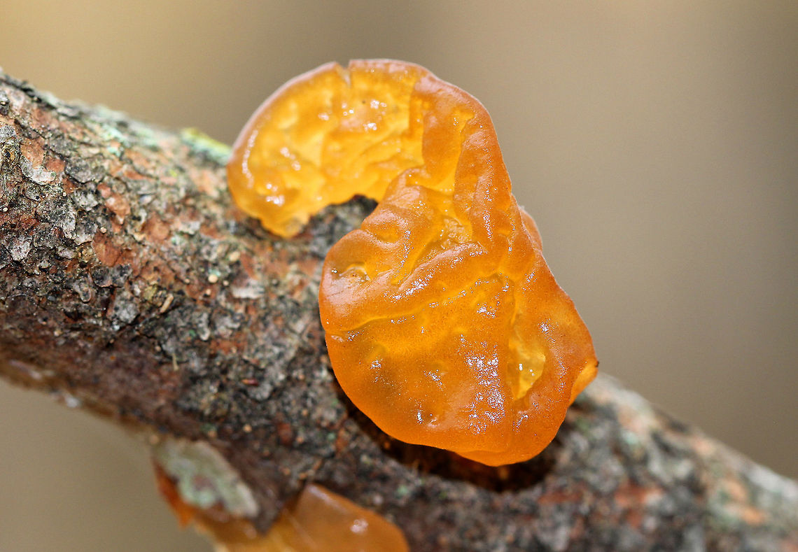 Witch's Butter Gelatinous yellow-orange fruiting bodies that resemble orange marmalade smeared all over a branch. The fruiting bodies are composed of brain-like sections/lobes and have no stems. They feel like gummy bears and are surprisingly tough.<br />
<br />
This fungus grows on the dead wood of many types of trees, but it is particularly common of birch. However, it's not the wood that Tremella mesenterica feeds upon, but rather the crust fungi, which have been feeding on the wood. Therefore, this fungus is more parasitic than it is saprobic. Fall,Geotagged,Tremella,Tremella mesenterica,United States,Witch's Butter,fungus