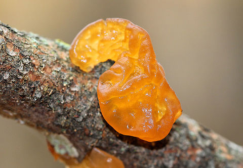 Witch's Butter Gelatinous yellow-orange fruiting bodies that resemble orange marmalade smeared all over a branch. The fruiting bodies are composed of brain-like sections/lobes and have no stems. They feel like gummy bears and are surprisingly tough.

This fungus grows on the dead wood of many types of trees, but it is particularly common of birch. However, it's not the wood that Tremella mesenterica feeds upon, but rather the crust fungi, which have been feeding on the wood. Therefore, this fungus is more parasitic than it is saprobic.  Fall,Geotagged,Tremella,Tremella mesenterica,United States,Witch's Butter,fungus