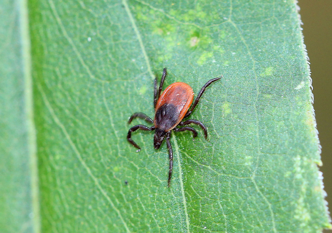 Blacklegged Tick This adult female "deer" tick was no doubt hoping that I would provide its third bloodmeal before it overwintered. Sadly for the tick, it did not succeed. It had a black head and dorsal shield, and a dark red abdomen. Adults have 8 legs.<br />
<br />
The lifecycle of blacklegged ticks generally lasts two years. During this time, they go through four life stages: egg, six-legged larva, eight-legged nymph, and eight-legged adult. Ixodes scapularis is a three-host tick, which means that it must have one bloodmeal during each life stage (larva, nymph, adult) in order to survive. Ixodes scapularis is the main vector of Lyme disease in North America. It can also transmit other diseases such as Babesiosis, Powassan, and Anaplasmosis.  Blacklegged Tick,Fall,Geotagged,Ixodes scapularis,United States,deer tick,ixodes,tick