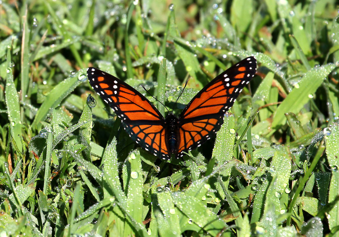 Viceroy Viceroy Butterflies resemble Monarchs, except that the Viceroy has a black line across the hindwing and a single row of white dots in the black marginal band. <br />
<br />
The viceroy's major defense against predators is mimicry. It has long been accepted that the viceroy is an example of Batesian mimicry, with monarch and queen butterflies serving as models. Batesian mimicry is a type of behavior where a palatable species closely resembles an unpalatable/toxic species in order to avoid predation. However, recent research has argued that the viceroy may actually be unpalatable to avian predators. If that is the case, then the viceroy butterfly displays Müllerian mimicry, with both viceroy and monarch as co-mimics of each other. Geotagged,Limenitis archippus,Müllerian mimicry,Summer,United States,Viceroy,butterfly,mimicry