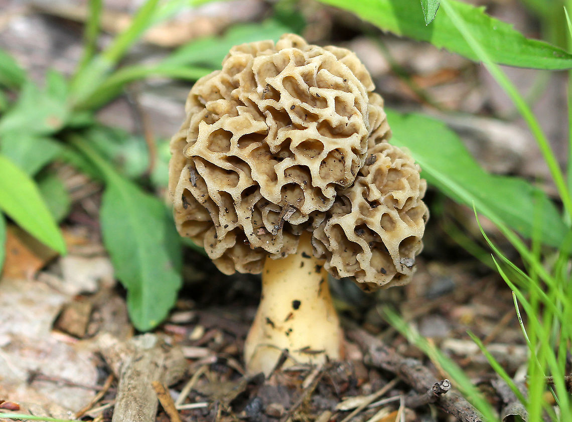 Yellow Morel Honeycomb or sponge-like tan cap with an irregular shape. The stem was yellow/cream colored and was hollow. Geotagged,Morchella,Morchella esculenta,Spring,United States,common morel,fungus,morchella esculenta,morel,mushroom,true morel,yellow morel