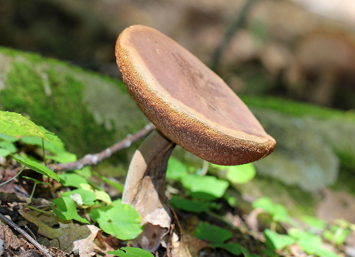 Tylopilus Mushroom - Tylopilus sp. Cap and stipe were brown, and the pores were cream and brown. Cap was 6-7cm diameter. Geotagged,Summer,Tylopilus,Tylopilus Mushroom,United States,fungus,mushroom