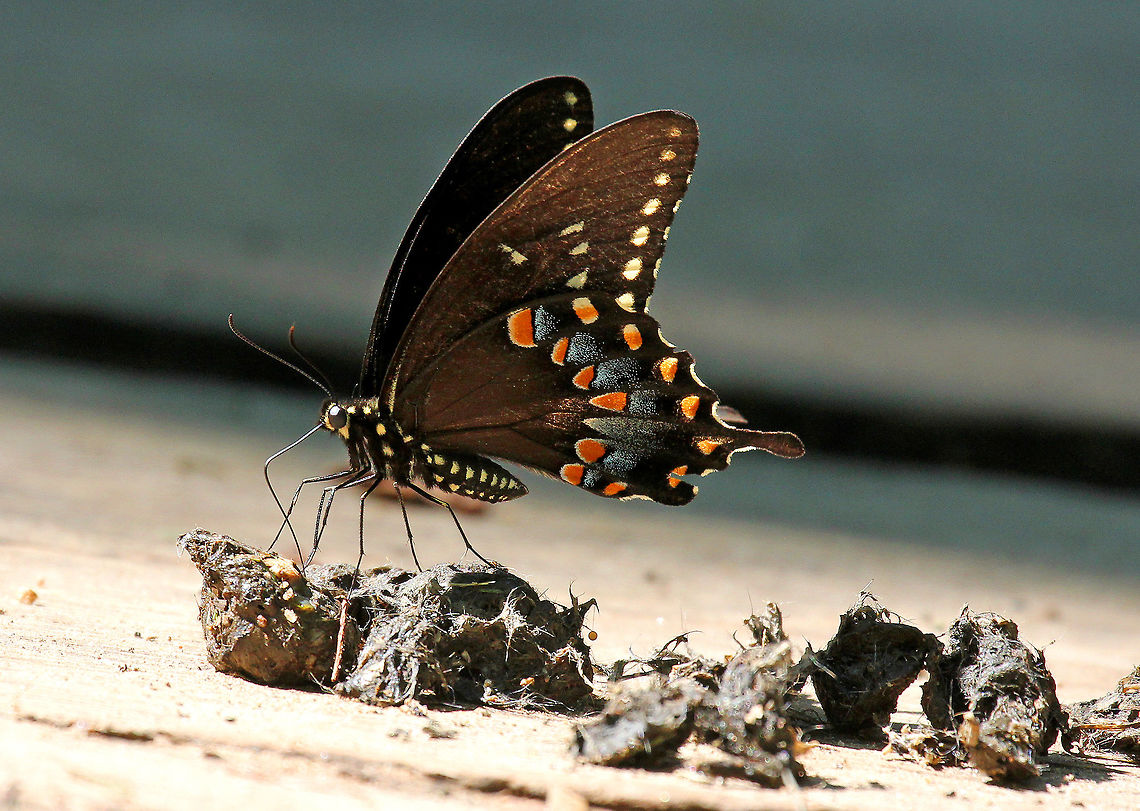 Spicebush Swallowtail One creature's scat is another creature's treasure! It's not uncommon to see butterflies sitting on the ground, sucking up fluids from scat or mud. This behavior is called “mud-puddling”. Butterflies do it in order to gain certain nutrients that they can't get from nectar, such as salt, nitrogen, protein, and amino acids. Male butterflies especially seem to benefit from the extra sodium intake which increases their reproductive success. The extra sodium is often transferred to the female with the spermatophore during mating as a nuptial gift. This enhanced nutrition also increases the survival rate of the eggs. While mud-puddling often takes place on wet soil, desperate butterflies will also seek nutrients from sweat, blood, and feces. Geotagged,Papilio troilus,Spicebush Swallowtail,Summer,Swallowtail,United States,butterfly,mud-puddling,puddling,scat