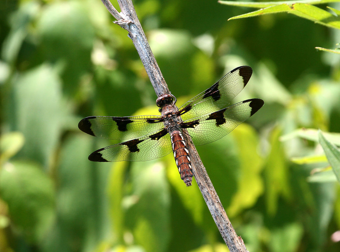 Common Whitetail (Female) Females have a brown body with yellowish zigzag-like markings on the sides. They have 3 brown blotches on each wing. Common Whitetail,Common Whitetail (Female),Geotagged,Plathemis,Plathemis lydia,Spring,United States,dragonfly