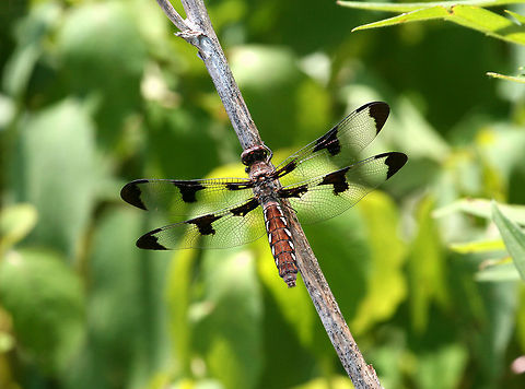 Common Whitetail (Female) Females have a brown body with yellowish zigzag-like markings on the sides. They have 3 brown blotches on each wing. Common Whitetail,Common Whitetail (Female),Geotagged,Plathemis,Plathemis lydia,Spring,United States,dragonfly