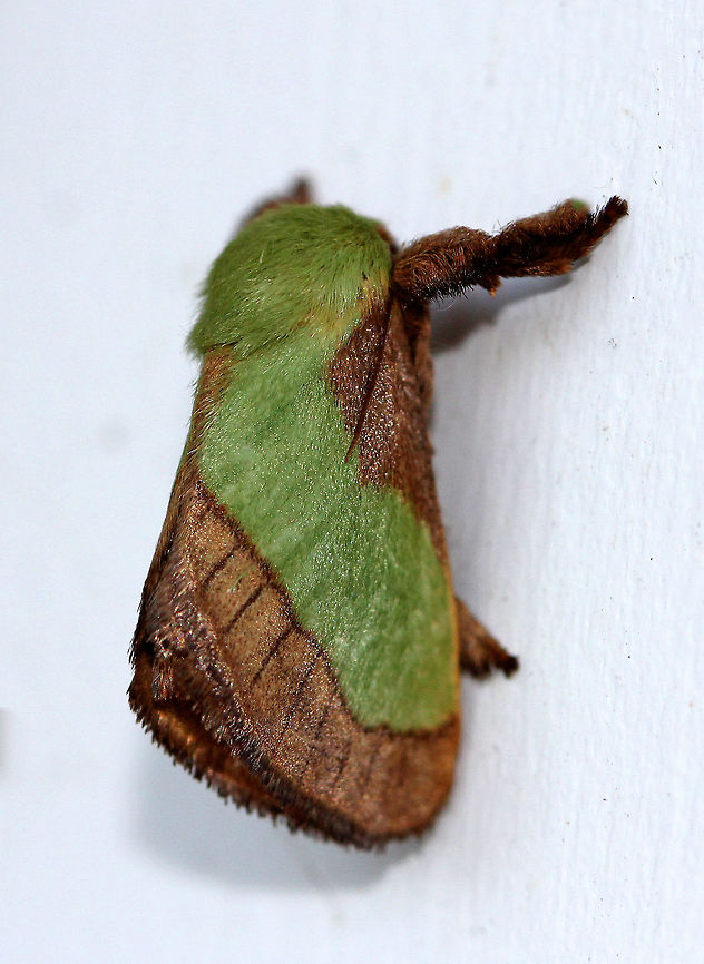 Smaller Parasa Moth Green, hairy thorax. Forewings are brown with large green patch that has a nearly straight outer edge. This one was approximately 2cm long. Geotagged,Parasa,Parasa chloris,Smaller Parasa Moth,Summer,United States,moth,moth week 2018